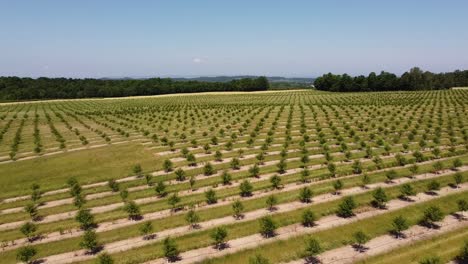 Young-Cherry-Trees-Growing-In-The-Cherry-Orchard-In-Leelanau-Peninsula,-Traverse-City,-Michigan---drone-shot