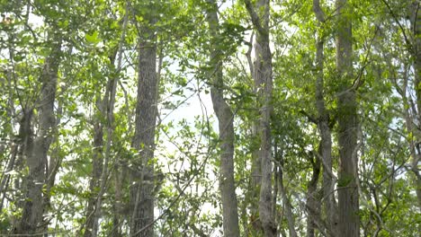 Tilt-up-of-swamp-cypress-and-swamp-tupelo-trees