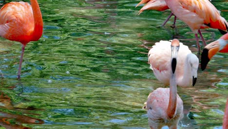 Clos-up-of-flamingos-wading-in-the-water-showing-of-there-pink-plumage