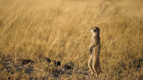 Full-body-shot-of-a-meerkat-standing-upright-while-another-meerkat-runs-past-on-all-fours-with-its-tail-in-the-air