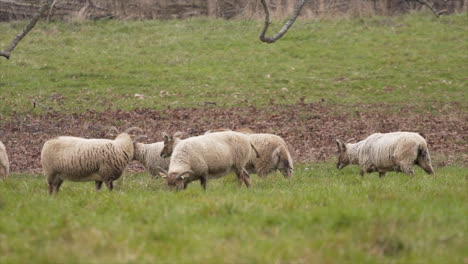 Heard-of-Castlemilk-Moorit-Sheep-Walk-Across-a-Countryside-Meadow-in-England