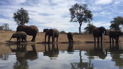 Blick-Aus-Der-Vogelperspektive-Auf-Afrikanische-Elefanten,-Die-Am-Wasserloch-Von-Madikwe-Trinken