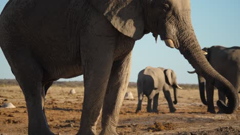 Slow-motion-close-up-African-elephant-splashing-mud-bath-in-Botswana