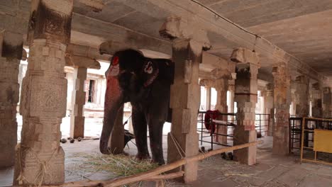 Der-Elefant-Im-Virupaksha-Tempel,-Der-In-Südindien-üblicherweise-Für-Die-Prozession-Von-Götterbildern-Verwendet-Wird