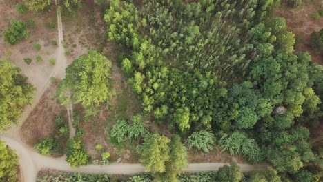 Aerial-top-down-shot-of-a-green-forest-with-lots-of-trees-and-paths