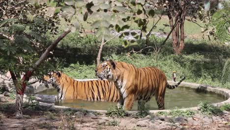 Clip-De-Dos-Tigres-Tomando-Un-Baño-En-Una-Piscina-Del-Zoológico-De-Indore,-Madhya-Pradesh,-India