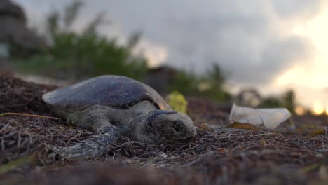 Closeup-of-the-front-of-a-dead-sea-turtle-with-plastic-and-grasses-waving-in-the-breeze