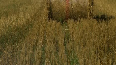 Straw-stubble-on-the-meadow