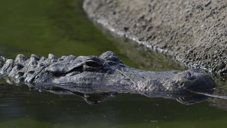 alligator-close-up-waiting-to-ambush-prey