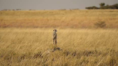 A-meerkat-or-suricate-standing-on-a-dirt-mound,-scanning-the-grasslands-for-food