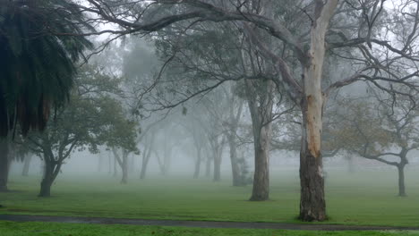 Parkland-filled-with-misty-fog-on-a-cold-morning