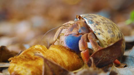 A-beautiful-Hermit-Crab-feeding-on-a-croissant-on-the-ground---close-up