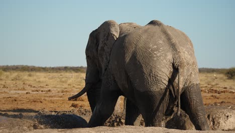 Rückansicht-Eines-Afrikanischen-Elefantenbullen,-Der-An-Einem-Heißen,-Sonnigen-Tag-Im-Nxai-Pan-Nationalpark-In-Botswana-Im-Wasserloch-Steht-Und-Mit-Rüssel-Und-Fuß-Schlamm-Spritzt---Zeitlupe