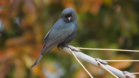 Close-up-of-fork-tailed-drongo-sitting-on-a-rotary-clothesline-in-a-suburban-garden,-South-Africa