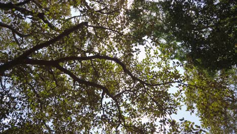 Looking-up-shot-of-tree-tops-with-sun-shines-through-foliage
