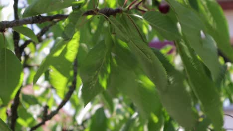 Causasian-hand-picking-a-single-cherry-off-a-tree-branch-in-light-slowmo-during-summer-season