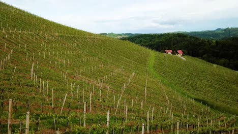 Aerial-landscape-low-flying-shot-over-vineyards-then-turning-into-wide-shot-slovenia-europe