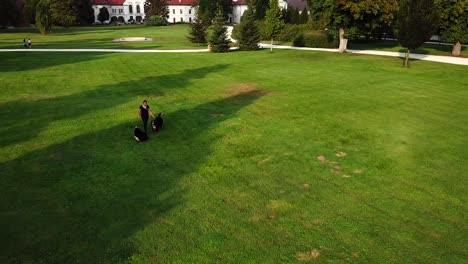 Aerial-shot-of-a-obedience-trainer-teaching-follow-to-two-bernese-dogs-in-a-city-park