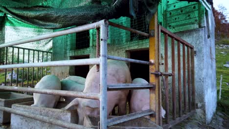 Caged-pigs-feeding-on-their-food