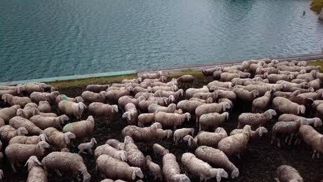 Sheep-flock-grazing-on-the-edge-of-Fedaia-Dam-lake-in-the-Dolomite-mountain-area-of-northern-Italy,-Aerial-drone-pan-right-hover-shot