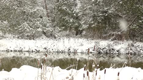 A-lot-of-snow-falling-on-the-white-winter-wonderland-landscape-with-green-trees-and-a-reflecting-river