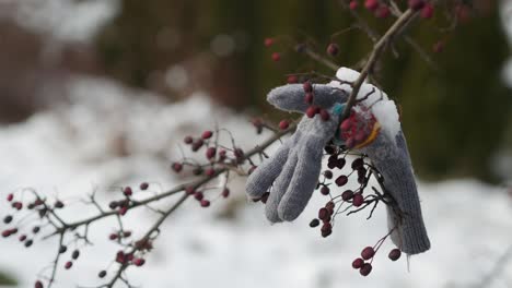 Der-Winterhandschuh-Wurde-An-Einem-Wintertag-Vergessen-Auf-Einem-Ast-Zurückgelassen