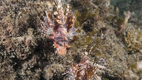 Two-deadly-Lion-fish-face-with-venomous-pectoral-fins-face-each-other-on-a-reef-structure