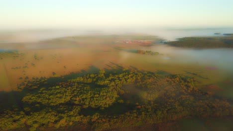 Nebel-Am-Frühen-Morgen,-Wiesen,-Regenwald-Und-Pinien-Kurz-Nach-Sonnenaufgang