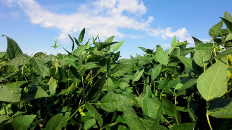 Soybean-field-in-the-sunshine-with-blue-sky