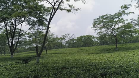 Teeplantage-In-Der-Regenzeit,-Wunderschöne-Grüne-Landschaft-Aus-Der-Zoomenden-Luftaufnahme