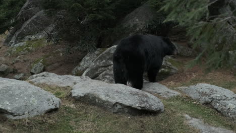 A-black-bear-walking-around-in-a-mountain-habitat
