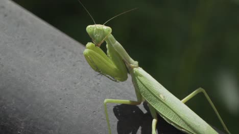 Footage-of-green-praying-mantis,-sitting-on-a-black-metal-rail