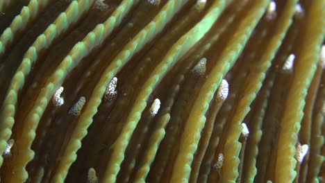 close-up-of-mushroom-coral-showing-fine-detailed-structure