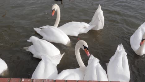 Hand-held-shot-feeding-the-swans-at-the-lake