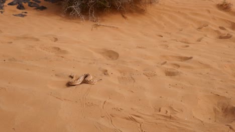 Saharan-horned-viper-slithers-on-desert-sand