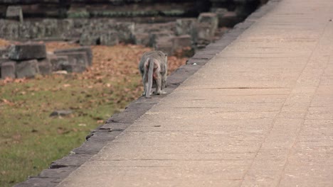 Lone-Monkey-Looking-for-a-Place-to-Sit-at-Angkor-Wat