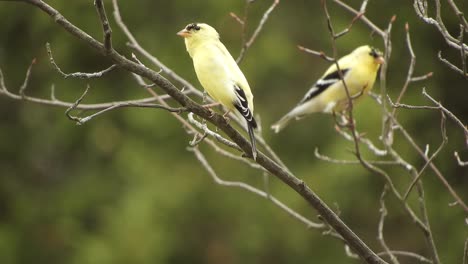 Pair-of-American-Goldfinches-perched-on-branches-in-Ontario,-static-closeup