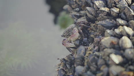 Close-Up-of-Crab-Walking-Sideways-Up-Wall-of-Mussels