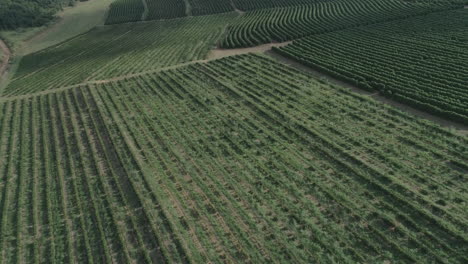 Coffee-crop-fields-aerial-shot