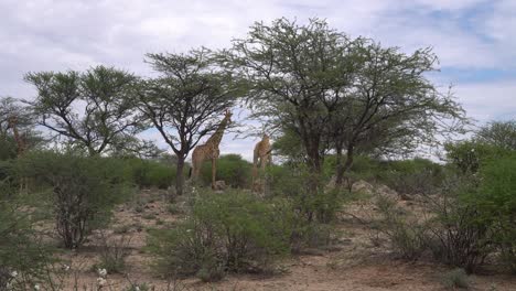Giraffes-standing-and-walking-at-trees-on-a-game-farm-in-Namibia,-Africa-on-an-overcast-day