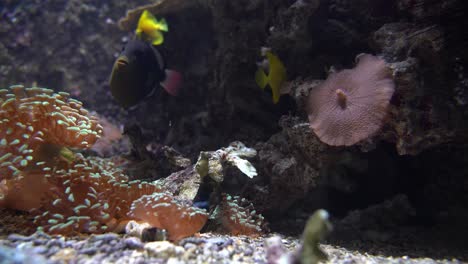 Nahaufnahme-Von-Einhornfischen-Und-Gelbtang,-Die-Zwischen-Korallen-Und-Anemonen-Am-Meeresboden-Schwimmen-–-Tropische-Fische-Mit-Kräftiger-Farbe