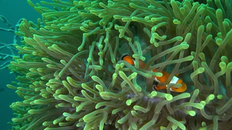 Clownfish-swimming-in-green-sea-anemone-with-blue-ocean-in-the-background