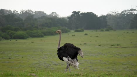 Adult-ostrich-defecates-and-walks-across-grass-plains,-tracking-shot