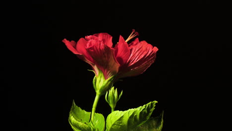 Hibiscus-Rojo-Rosa-sinensis-Lapso-De-Tiempo-De-Floración-Floral-Sobre-Fondo-Negro