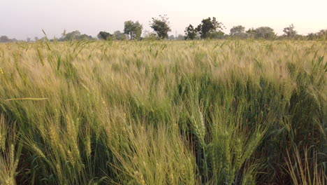 Langsamer-Schwenk-über-Ein-Weizenfeld-In-Indien-Mit-Einer-Reifenden-Ernte-Im-Morgenlicht