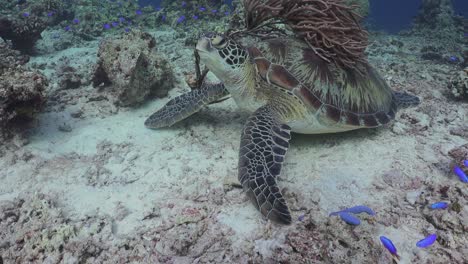 Eine-Grüne-Meeresschildkröte-Ruht-Auf-Einem-Tropischen-Riff,-Begleitet-Von-Blauen-Rifffischen