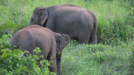 Dos-Grandes-Elefantes-Están-Juntos-Comiendo-Hierba-En-Un-Humedal-Cubierto-De-Hierba