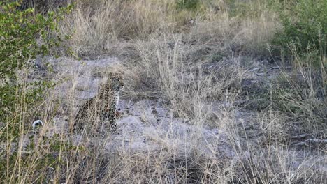 Un-Leopardo-Africano-Se-Sienta-Muy-Quieto-En-La-Alta-Hierba-Seca-En-Botswana