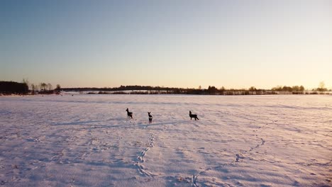 Aerial-birdseye-view-at-European-roe-deer-group-standing-on-the-snow-covered-agricultural-field,-winter-evening,-golden-hour,-wide-angle-drone-shot-moving-forward
