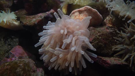 Nahaufnahme-Einer-Seeanemone,-Langsame-Bewegung,-Korallenriff---Unter-Wasser